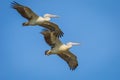 Couple of Spot-billed pelican Royalty Free Stock Photo