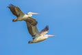 Couple of Spot-billed pelican Royalty Free Stock Photo