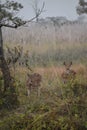 A couple spotted deer staring at camera, seen at the Khumroj Jungle, Chitwan National Park.