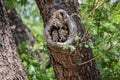 Couple Spotted owlet.