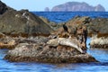 Couple of spotted seals Phoca largha laying on the rock island face to face on blurred sea and island background. Marine mammals i