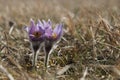 couple of spring Pasque flowers on the meadow
