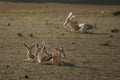 Couple of springboks babies Antidorcas marsupialis in Kalahari desert