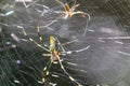 A couple of sspiders on its web. Royalty Free Stock Photo