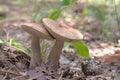 A couple standing close scaber stalk mushrooms with fly on their Royalty Free Stock Photo
