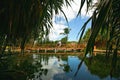 Couple stands on bridge in tropics. photo through palm leaves Royalty Free Stock Photo