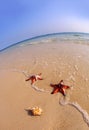 Couple of starfish