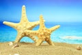 Couple of starfish Royalty Free Stock Photo