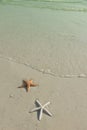 Couple of starfish on a beach Royalty Free Stock Photo