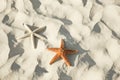 Couple of starfish lying on a tropical beach Royalty Free Stock Photo