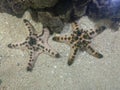 Couple Starfish in the sand Royalty Free Stock Photo