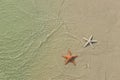 Couple of starfish on a tropical beach Royalty Free Stock Photo