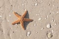 Couple of starfish on a tropical beach Royalty Free Stock Photo