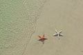 Couple of starfish on a tropical beach Royalty Free Stock Photo