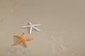 Couple of starfish on a tropical beach Royalty Free Stock Photo