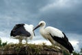 Couple storks Royalty Free Stock Photo