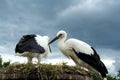 Couple storks