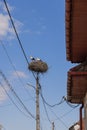 A couple of storks Ciconia ciconia in their own large nest built on a special stand on a lighting pole