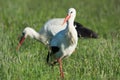 Couple Storks Royalty Free Stock Photo