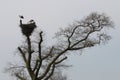 Couple of storks in dutch tree, Brummen Royalty Free Stock Photo