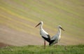 Couple of storks in the field Royalty Free Stock Photo