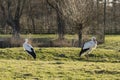 A couple of storks looking for food in a city park in Zoetermeer, the Netherlands 2 Royalty Free Stock Photo