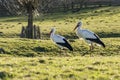 A couple of storks looking for food in a city park in Zoetermeer, the Netherlands Royalty Free Stock Photo