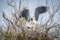 Couple storks mating in their nest