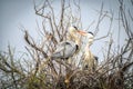 Couple storks mating in their nest
