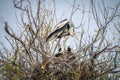 Couple storks mating in their nest