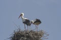 Couple of storks in the nest