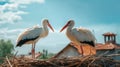 Couple of storks in the nest. Generative AI.