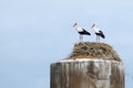 Couple of storks stand together in a nest