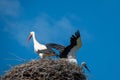 couple of storks are standing in a nest when the weather is nice and the sky is blue Royalty Free Stock Photo