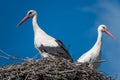 Couple of storks are standing in a nest when the weather is nice and the sky is blue Royalty Free Stock Photo
