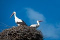 Couple of storks are standing in a nest when the weather is nice and the sky is blue Royalty Free Stock Photo