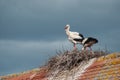 Couple of storks standing on roof in the nest