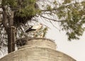 Couple of storks taking care of their nest