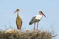 Couple of Storks with their young