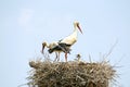 Couple of Storks with their young