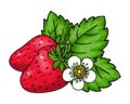 Two ripe red strawberry sweet flower green leaves Royalty Free Stock Photo