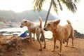 Couple of stray dogs standing on the sand of Paradise beach in Gokarna, India