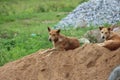 Couple of stray, street dogs lying down on a pile of sand. Looks at me when I took pictures of them. Native breed but fidel dogs