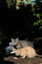 Couple of street cats eating on a plastic shelf on a green forest