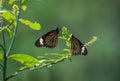 Butterflies and Flowers