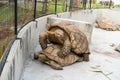 A couple of Sulcata Tortoise is breeding