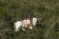 Couple of sunny young cow calves hiding in the tall grass to relax.