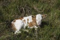 Couple of sunny young cow calves hiding in the tall grass to relax.