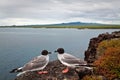 Couple of swallow tailed gull in the Galapagos