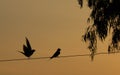 Couple of swallows at sunset